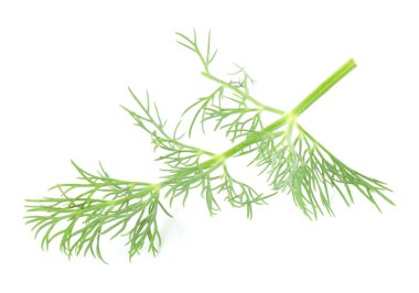 Bir filiz taze dereotu beyazda izole edilmiş.