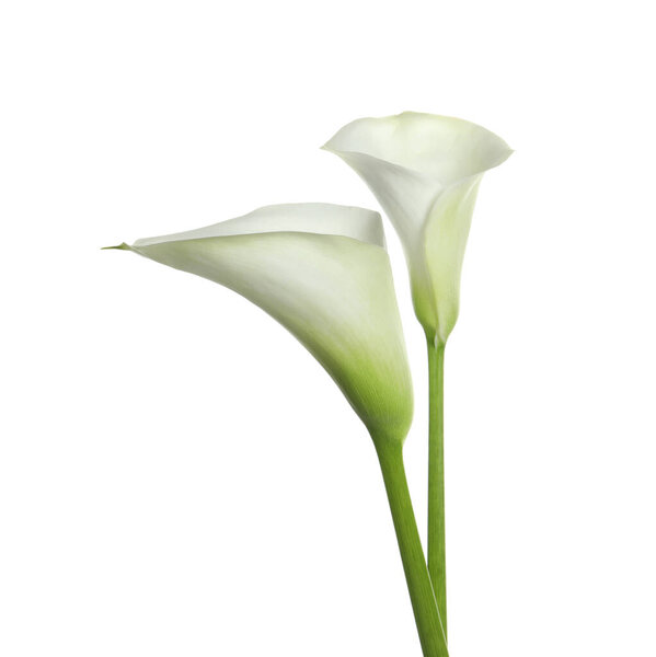 Beautiful calla lily flowers on white background