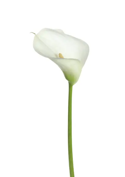 Красивый Калла Лилия Цветок Изолирован Белом — стоковое фото