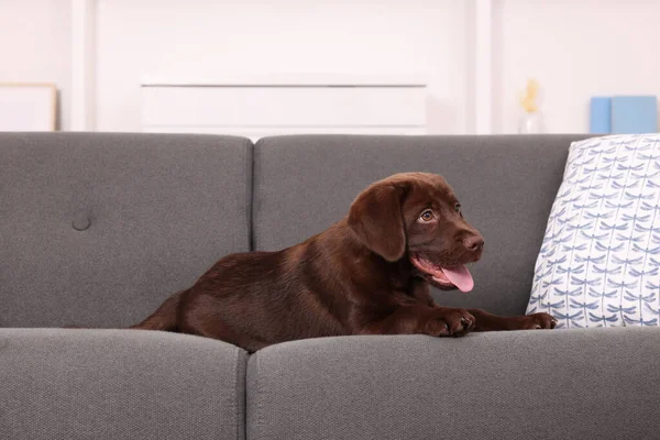 Cute chocolate Labrador Retriever puppy on sofa at home. Lovely pet