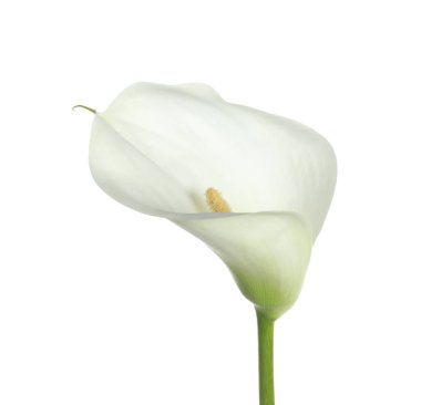 Güzel zambak çiçeği beyazda soyutlanmış