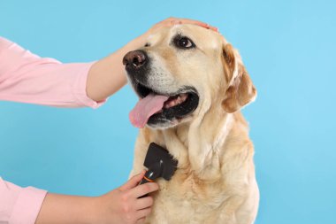 Açık mavi arka planda şirin Labrador Retriever köpeğini fırçalayan kadın, yakın plan.