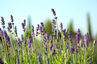 Güzel açan lavanta tarlada büyüyor, yakın plan