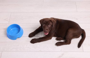 Labrador Retriever marka şirin bir köpek yavrusu. Kapalı alanda yemek kasesinin yanında. Sevimli hayvan