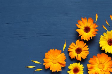 Mavi ahşap masadaki güzel taze takvim çiçekleri, düz yatıyordu. Metin için boşluk