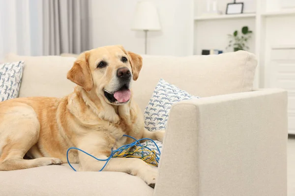 Naughty Labrador Retriever dog with damaged electrical wire on sofa at home