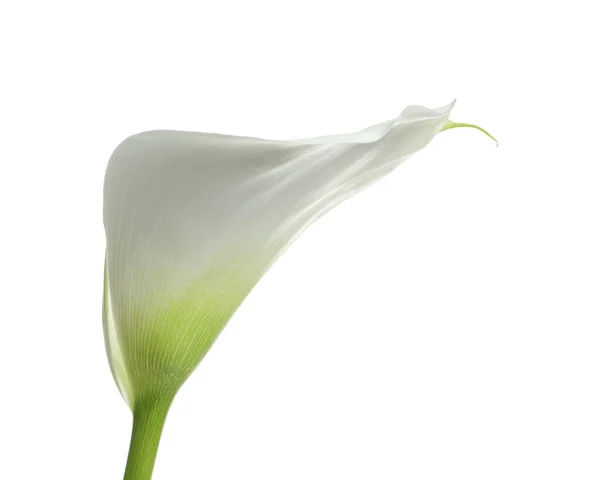 Gyönyörű Kála Liliom Virág Elszigetelt Fehér — Stock Fotó