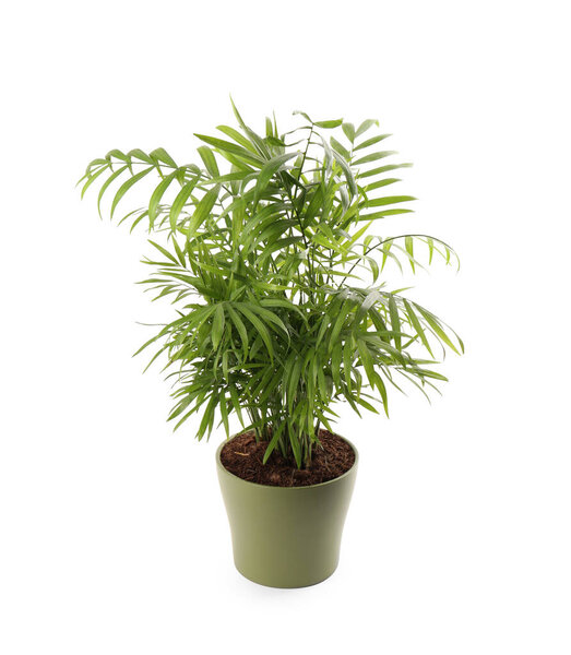 Beautiful green houseplant in pot isolated on white