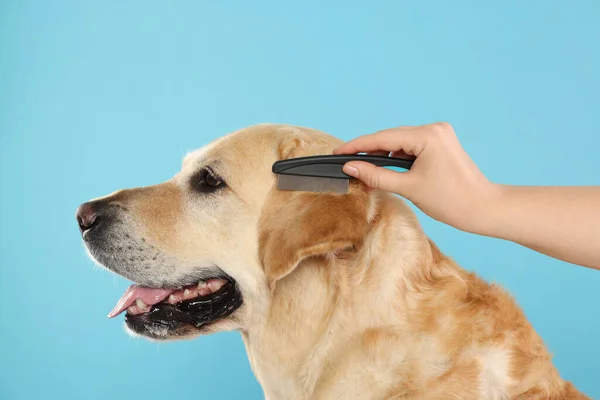Vrouw Borstelen Schattig Labrador Retriever Hond Lichtblauwe Achtergrond Close — Stockfoto