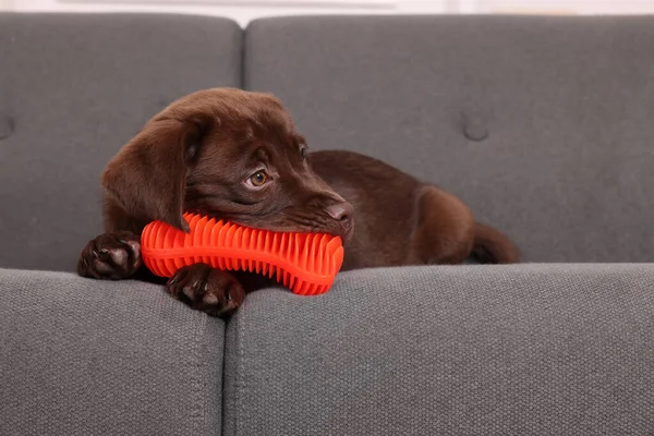 Cute chocolate Labrador Retriever puppy with toy on sofa. Lovely pet