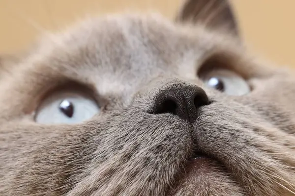 有漂亮眼睛的猫的宏观照片 可爱的宠物 — 图库照片
