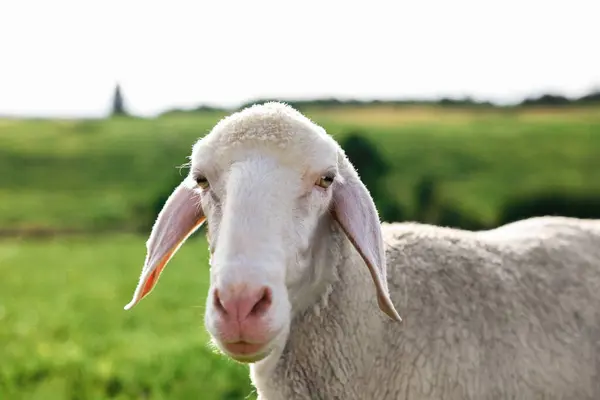 Cute Owiec Wypasu Zewnątrz Słoneczny Dzień Zwierzęta Gospodarskie — Zdjęcie stockowe