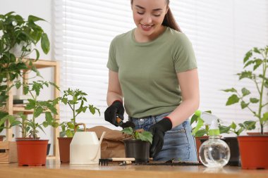 Odanın ahşap masasında tohum eken mutlu kadın.