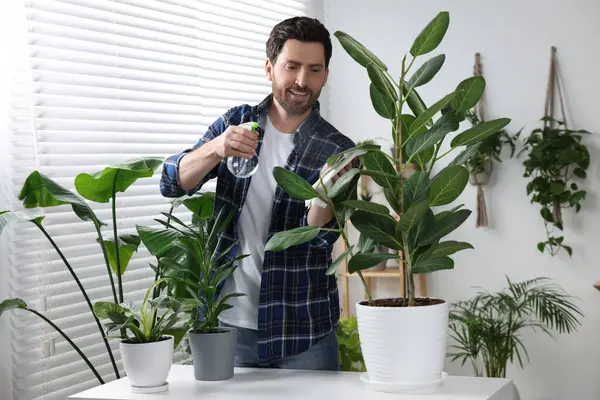 Homem Pulverizando Belas Plantas Sala Vaso Com Água Dentro Casa — Fotografia de Stock