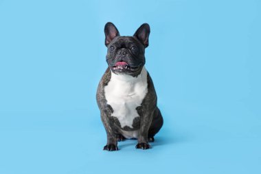 Açık mavi arka planda sevimli Fransız Bulldog 'u. Sevimli hayvan