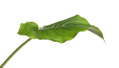 Beyaz arkaplanda güzel yeşil zambak yaprağı