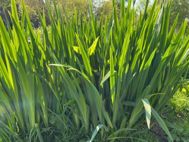 Güneşli bir günde açık havada yetişen güzel yeşil iris bitkisi.