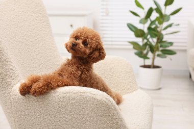 Evdeki koltukta dinlenen sevimli Maltipoo köpeği, mesaj için yer. Sevimli hayvan