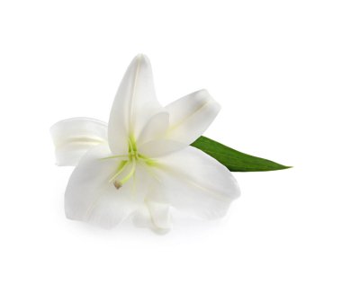 güzel taze Zambak çiçeği üzerinde beyaz izole