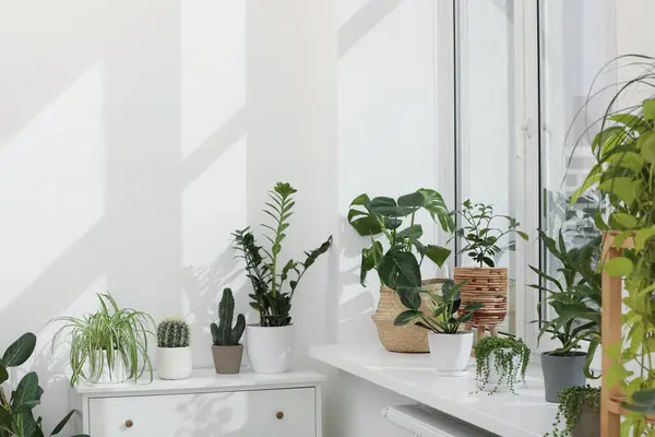 Många Vackra Krukväxter Växer Nära Fönstret Inomhus — Stockfoto