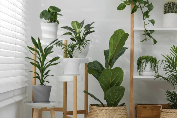 Hermosas Plantas Macetas Interiores Decoración Casa —  Fotos de Stock