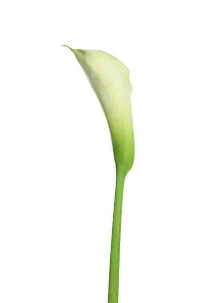 Krásné Calla Lilie Květiny Bílém Pozadí — Stock fotografie