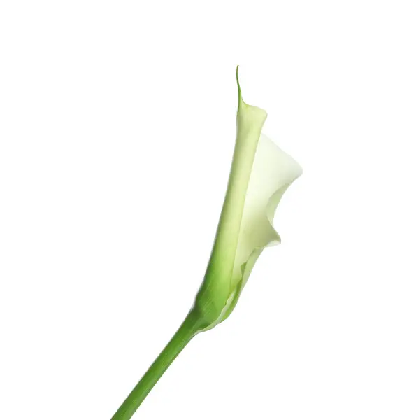 Bela Flor Lírio Calla Fundo Branco — Fotografia de Stock