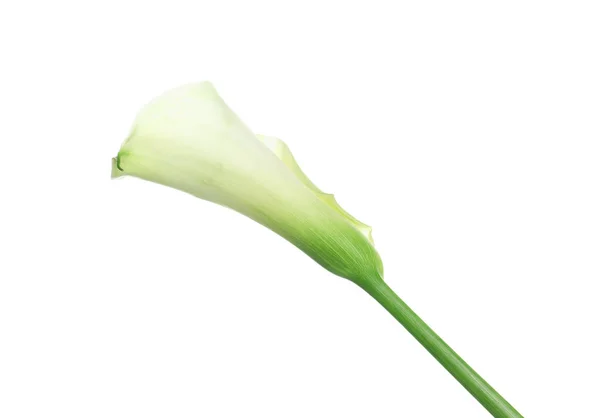 Bunga Lili Calla Indah Pada Latar Belakang Putih — Stok Foto