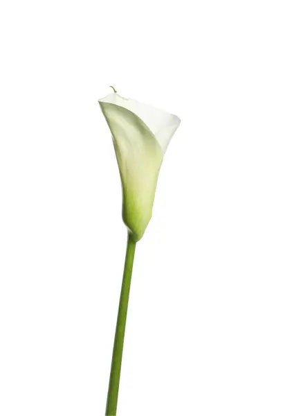 Krásné Calla Lilie Květiny Bílém Pozadí — Stock fotografie