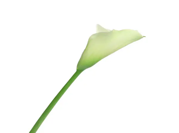 Bella Calla Giglio Fiore Sfondo Bianco — Foto Stock