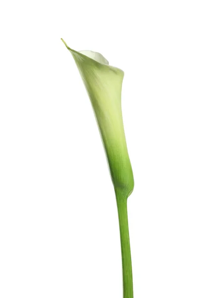 Schöne Calla Lilie Blume Auf Weißem Hintergrund — Stockfoto