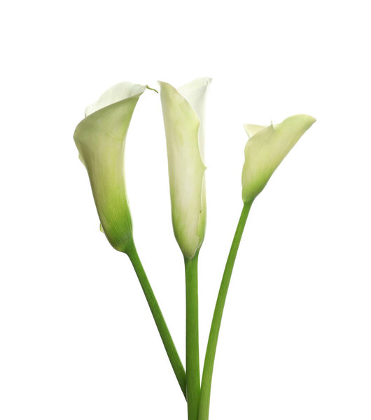 Beautiful calla lily flowers on white background