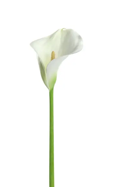 Lindas Flores Lírio Calla Isoladas Branco — Fotografia de Stock