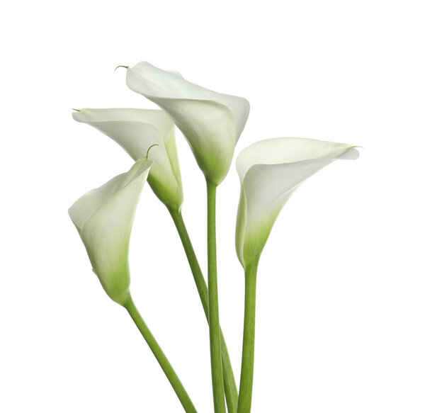 Beautiful calla lily flowers on white background