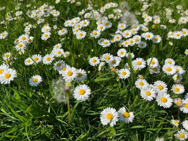 Piękne Białe Stokrotki Kwiaty Mniszki Lekarskie Zielona Trawa Rośnie Zewnątrz — Zdjęcie stockowe