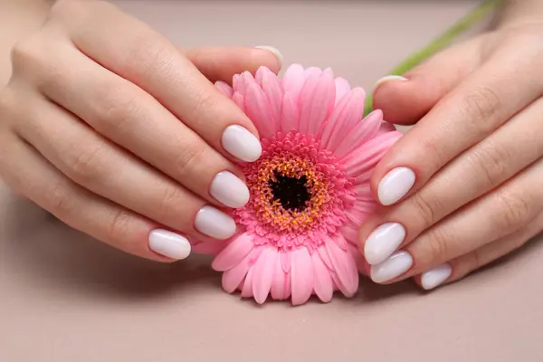 Woman with white nail polish touching pink gerbera flower on light brown background, closeup