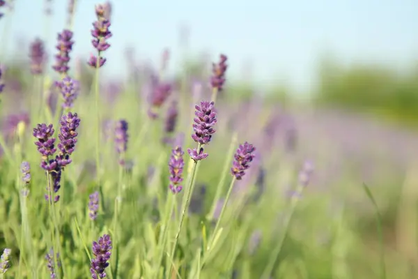 stock image Beautiful blooming lavender growing in field, closeup. Space for text