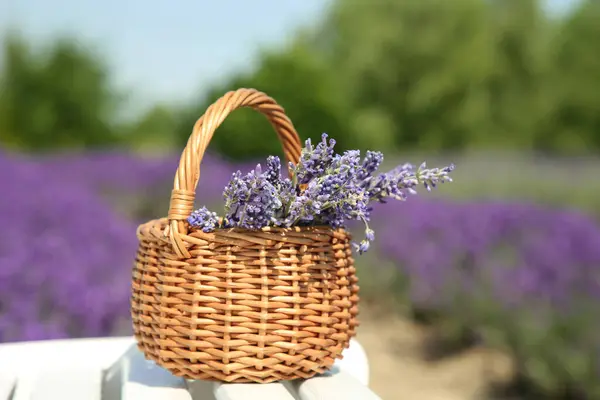 Weidensack Mit Schönen Lavendelblüten Auf Weißer Holzbank Feld — Stockfoto