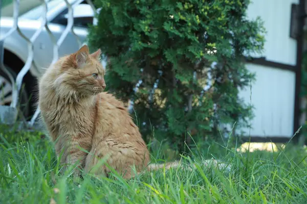 Χαριτωμένη Χνουδωτή Γάτα Κάθεται Στο Πράσινο Γρασίδι Έξω Χώρος Για — Φωτογραφία Αρχείου