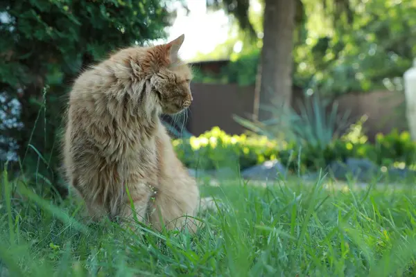 可爱的绒毛猫坐在户外绿草上 案文的篇幅 — 图库照片