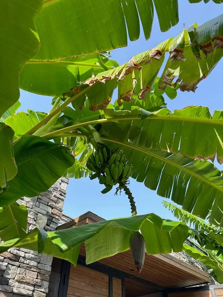 Зелені Банани Ростуть Тропічному Дереві Відкритому Повітрі Сонячний День Низьким — стокове фото