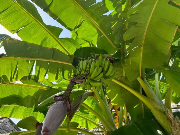 Зелені Банани Ростуть Тропічному Дереві Відкритому Повітрі Сонячний День Низьким — стокове фото
