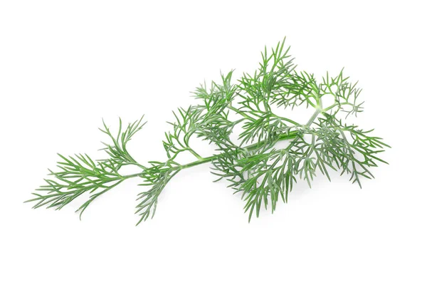 Sprig Fresh Dill Isolated White — Stock Photo, Image