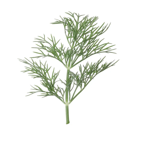 Taze dereotunun karışımı beyazda izole edilmiş.