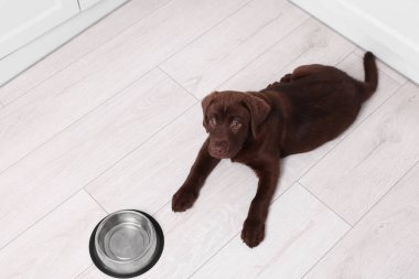 Labrador Retriever marka şirin köpek yavrusu evin içinde yerde, manzaranın üstünde. Sevimli hayvan