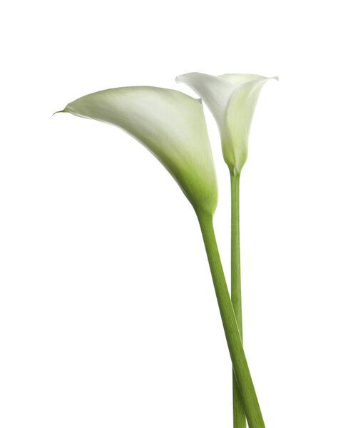 Beautiful calla lily flowers on white background