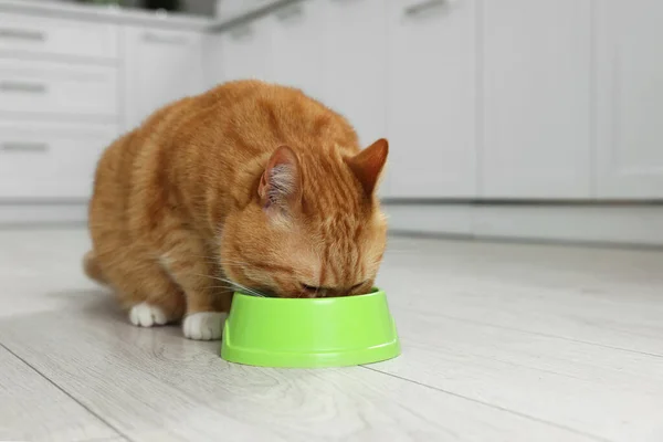 Mutfaktaki Yemek Kasesinden Yiyen Sevimli Kızıl Kedi Metin Için Boşluk — Stok fotoğraf