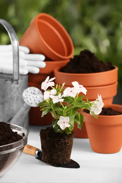 Belle Fleur Pots Outils Jardinage Sur Table Bois Blanc Extérieur — Photo