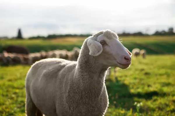 Милые Овцы Пасутся Открытом Воздухе Солнечный День Фермерское Животное — стоковое фото