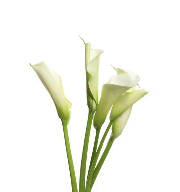 Beyaz arka planda güzel zambak çiçekleri